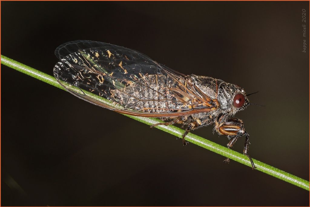 Tettigettalna argentata ?